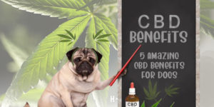CBD Benefits for Dogs