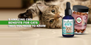 cbd benefits for cats