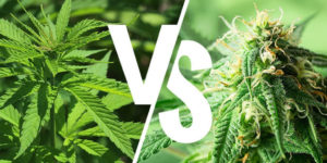 indica vs sativa