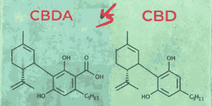 CBDA vs. CBD