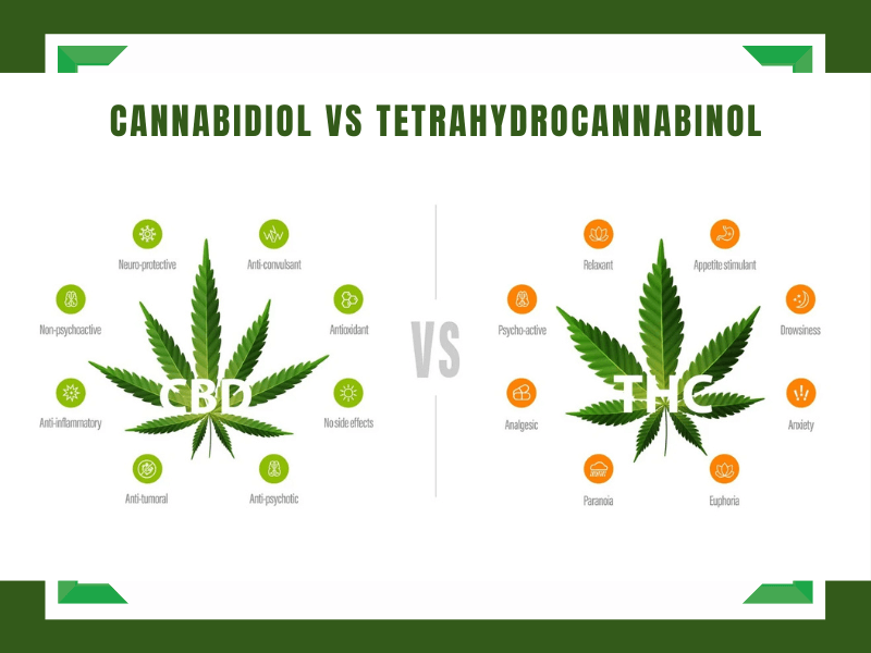 CBD VS THC BLOG