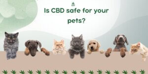 cbd-for-pets