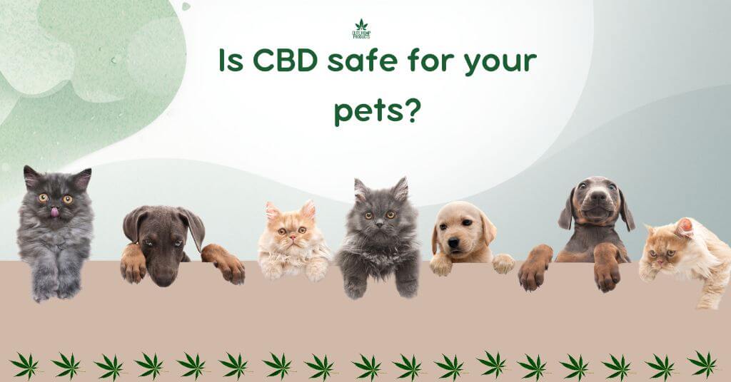 cbd-for-pets